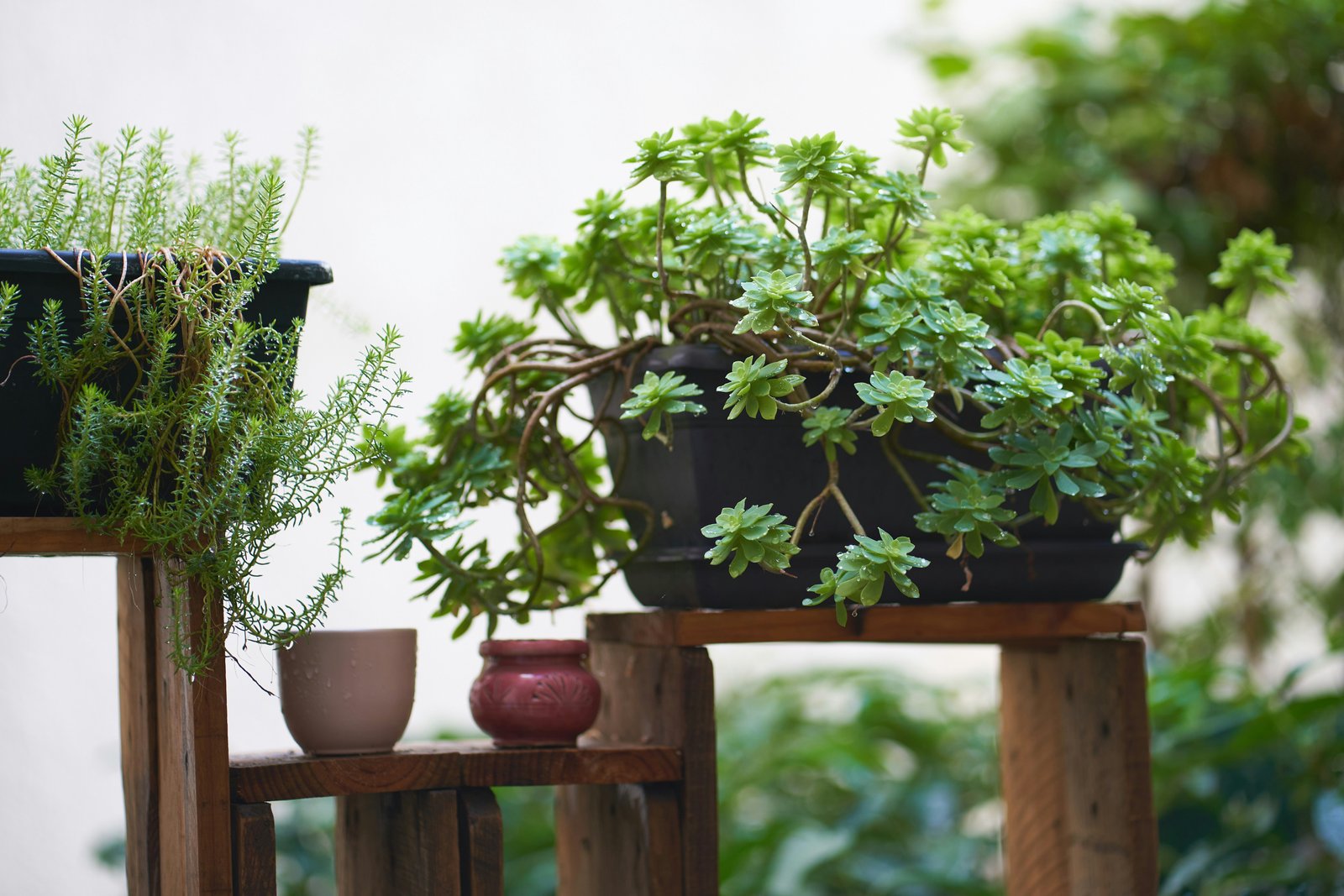 Professional gardening and landscaping services